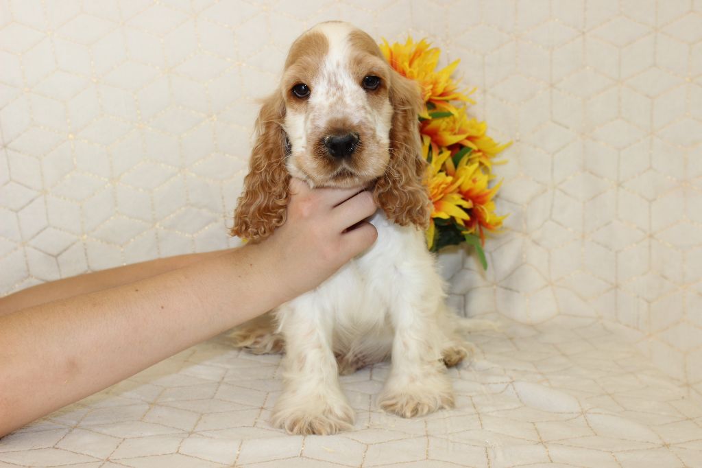 Chiot Cocker Spaniel Anglais Du Royaume Des Quatre Pattes