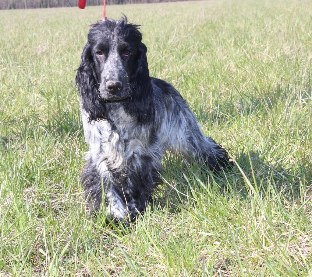 Chiot Cocker Spaniel Anglais Du Royaume Des Quatre Pattes