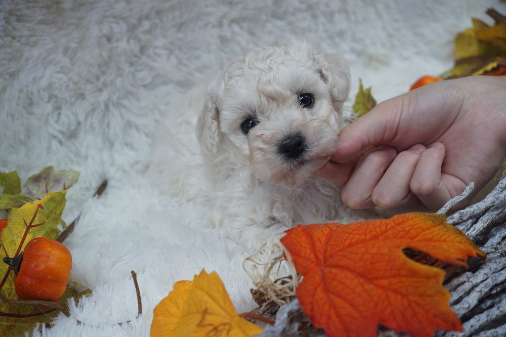 Du Royaume Des Quatre Pattes - Chiots disponibles - Bichon Frise