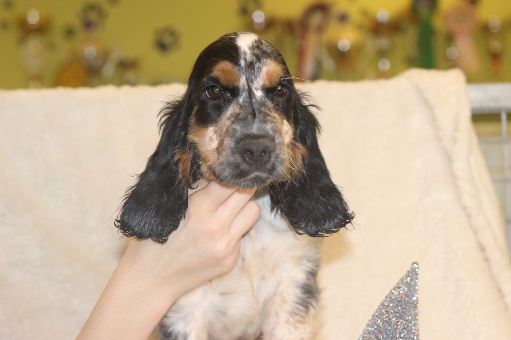 Chiot Cocker Spaniel Anglais Du Royaume Des Quatre Pattes