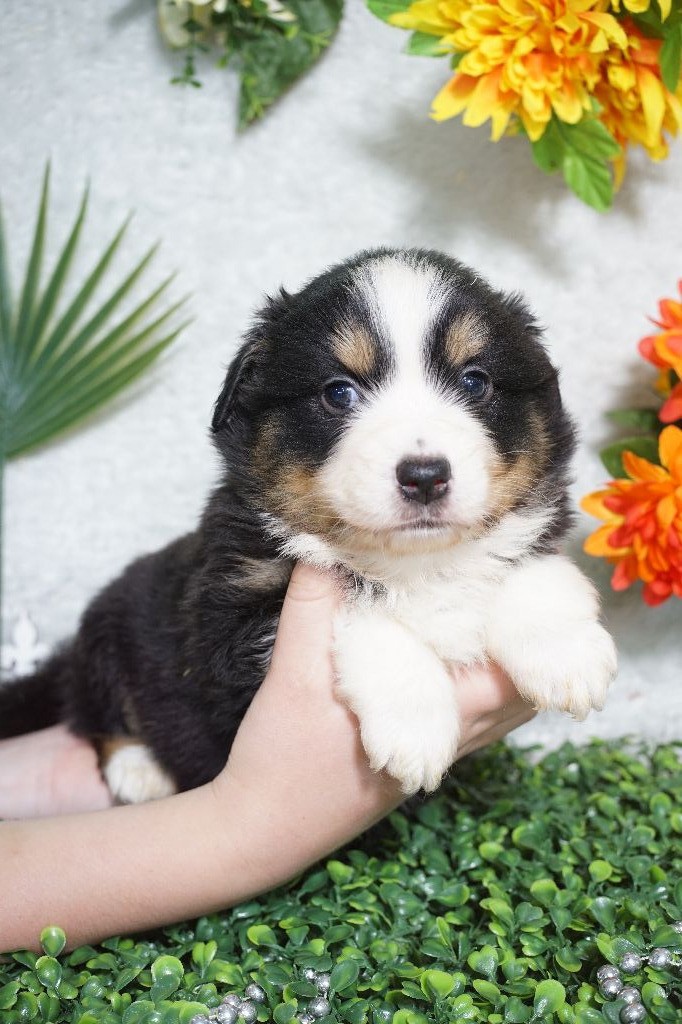 Du Royaume Des Quatre Pattes - Chiots disponibles - Berger Américain Miniature 