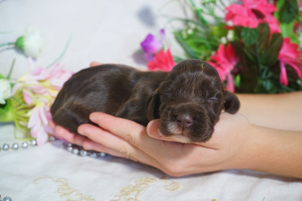Du Royaume Des Quatre Pattes - Chiots disponibles - Cocker Spaniel Anglais