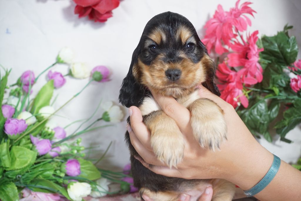 Du Royaume Des Quatre Pattes - Chiots disponibles - Cocker Spaniel Anglais