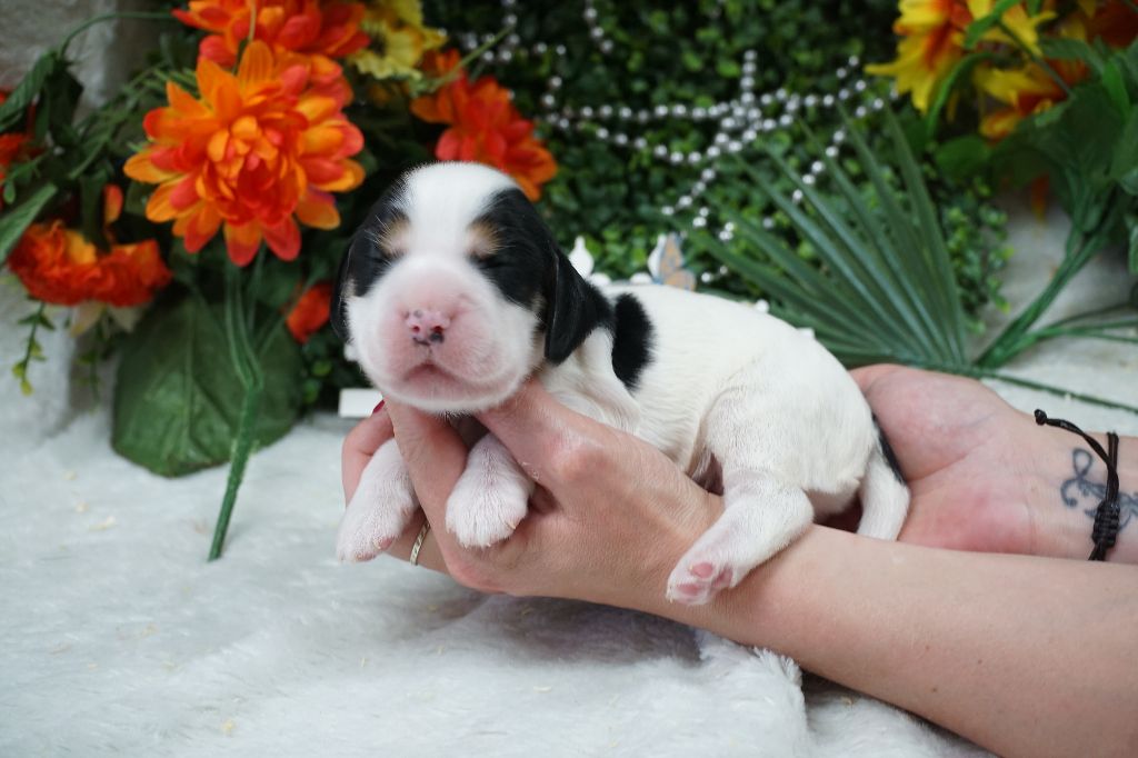 Du Royaume Des Quatre Pattes - Chiots disponibles - Cocker Spaniel Anglais