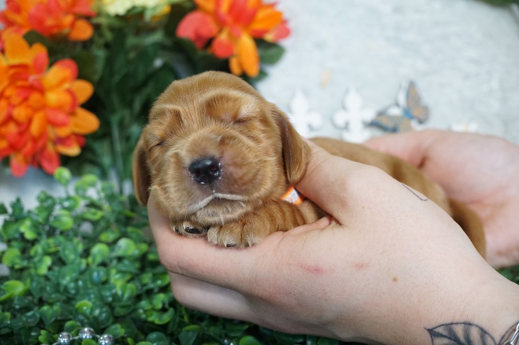 Du Royaume Des Quatre Pattes - Chiots disponibles - Cocker Spaniel Anglais