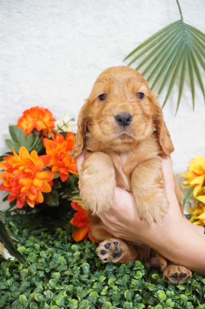 Du Royaume Des Quatre Pattes - Chiots disponibles - Cocker Spaniel Anglais