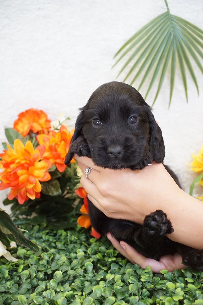 Du Royaume Des Quatre Pattes - Chiots disponibles - Cocker Spaniel Anglais
