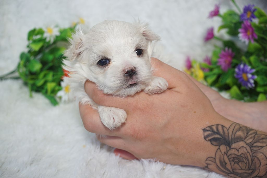 Du Royaume Des Quatre Pattes - Chiots disponibles - Bichon maltais