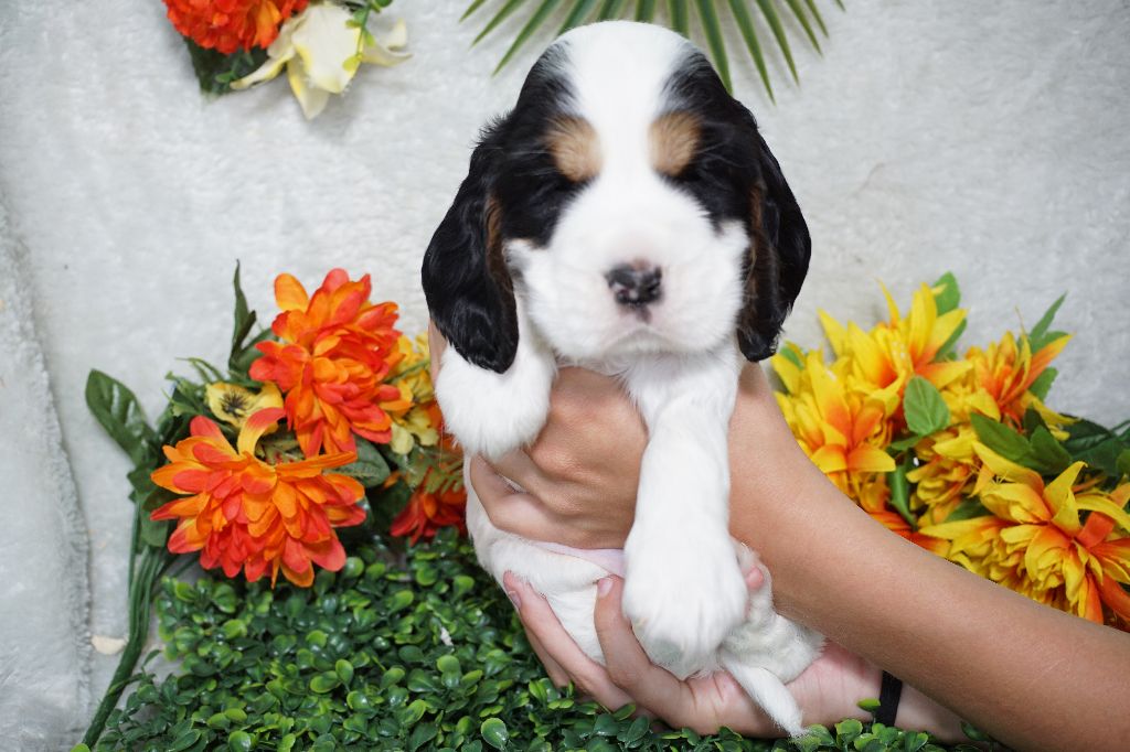 Du Royaume Des Quatre Pattes - Chiots disponibles - Cocker Spaniel Anglais