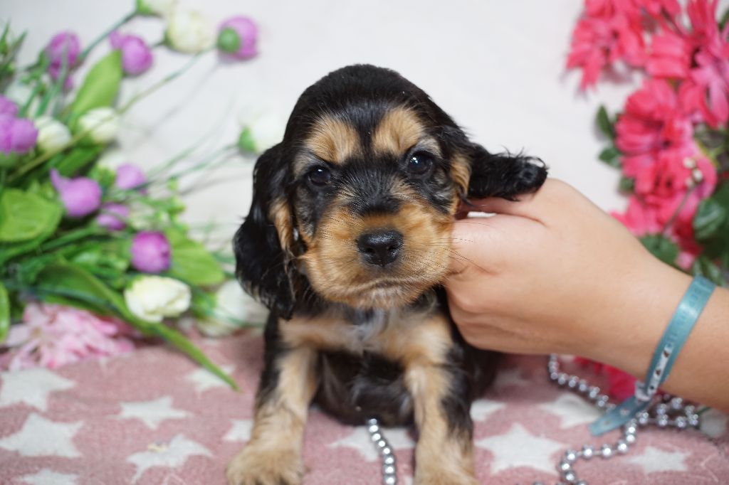 Du Royaume Des Quatre Pattes - Chiots disponibles - Cocker Spaniel Anglais
