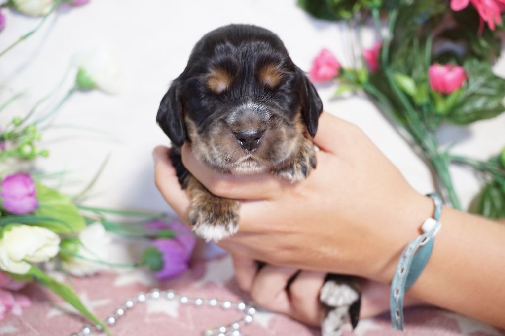 Du Royaume Des Quatre Pattes - Chiots disponibles - Cocker Spaniel Anglais