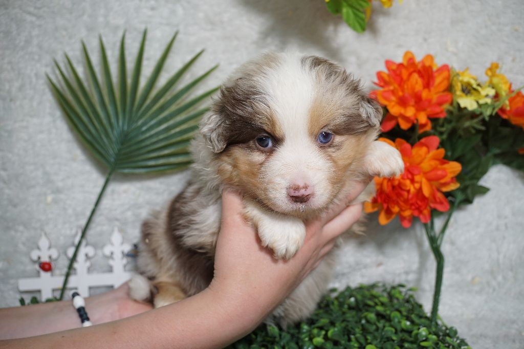 Du Royaume Des Quatre Pattes - Chiots disponibles - Berger Américain Miniature 