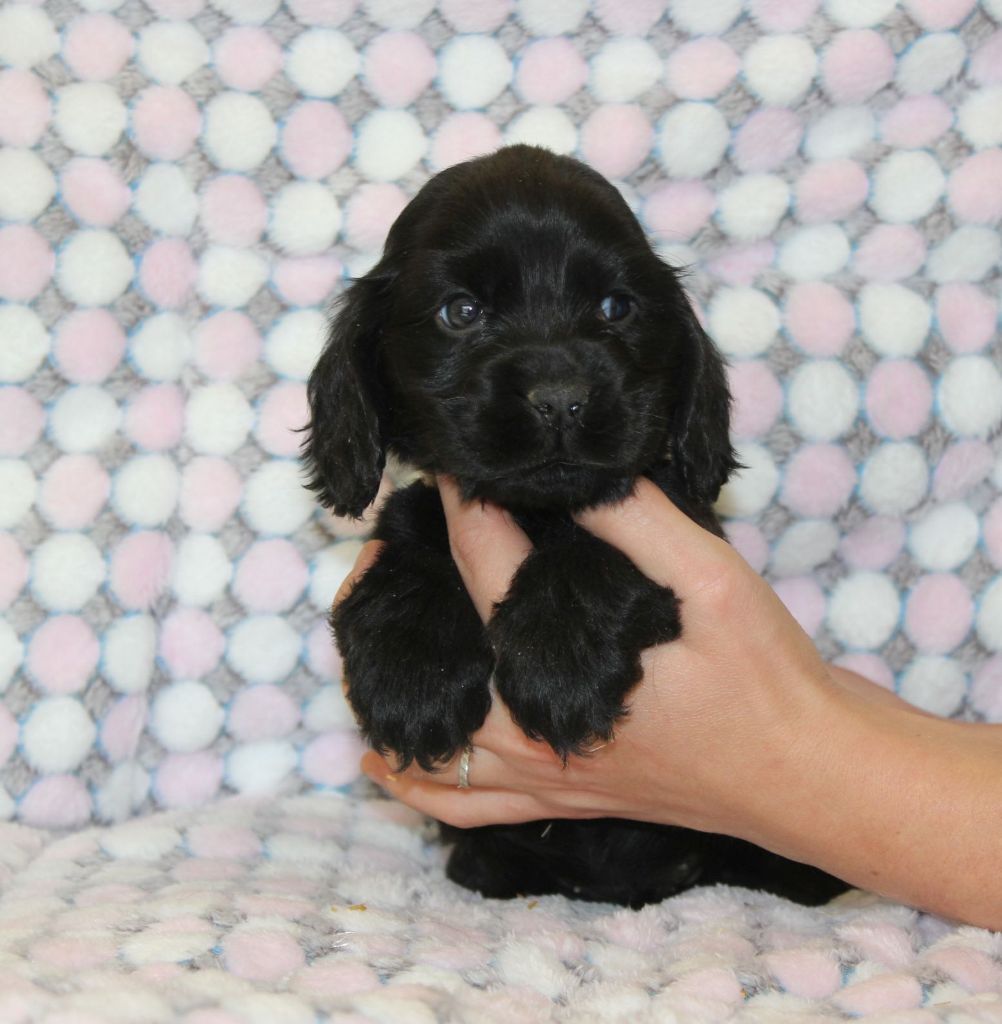 Chiot Cocker Spaniel Anglais Du Royaume Des Quatre Pattes