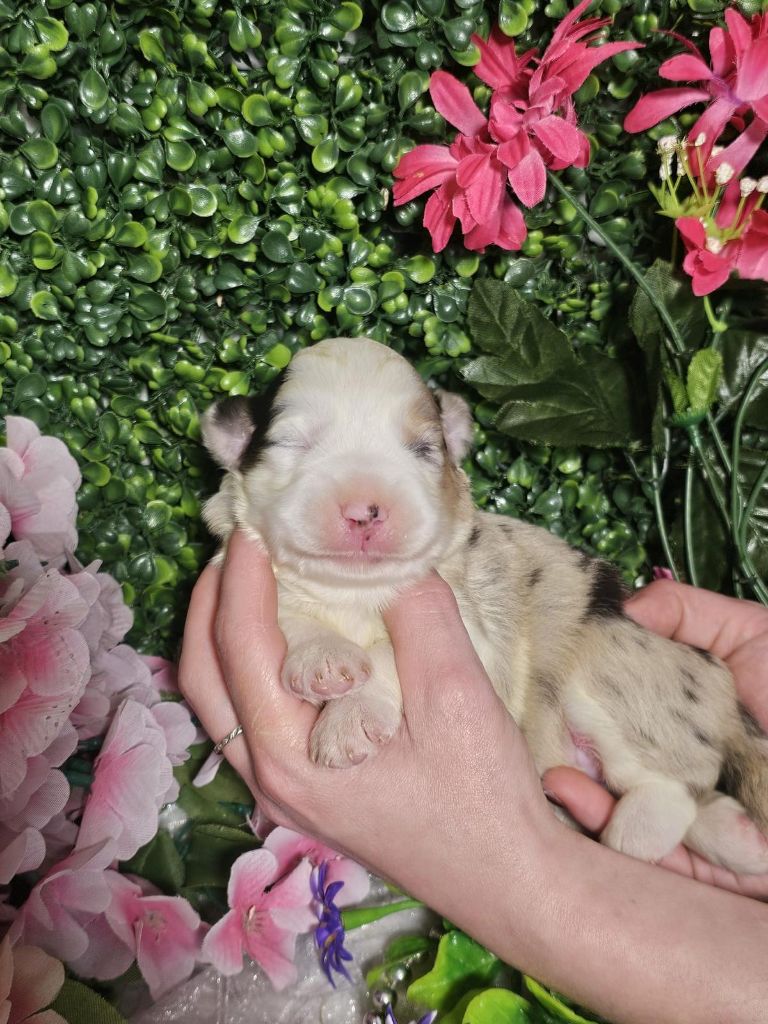 Du Royaume Des Quatre Pattes - Chiots disponibles - Berger Américain Miniature 