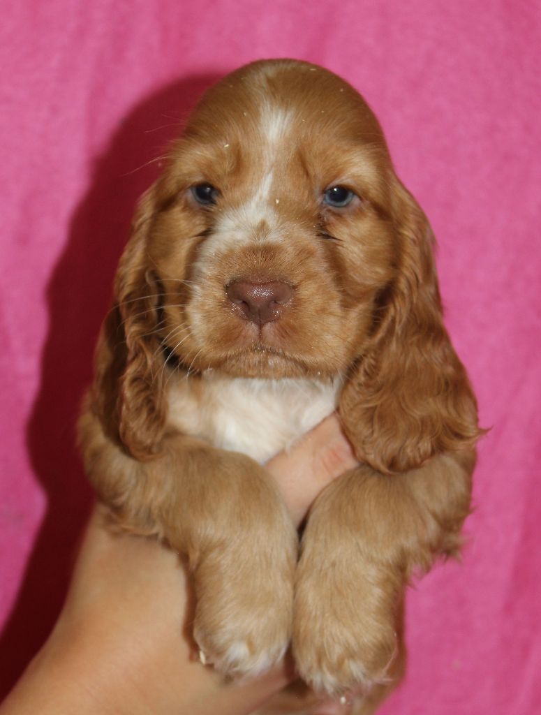 Chiot Cocker Spaniel Anglais Du Royaume Des Quatre Pattes