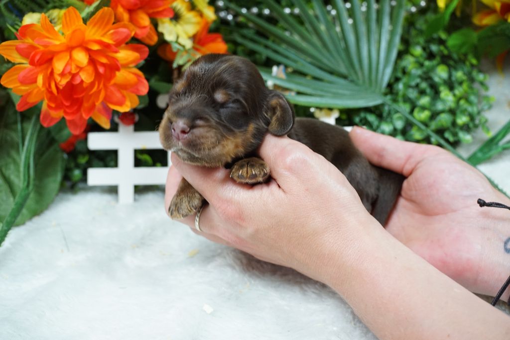 Du Royaume Des Quatre Pattes - Chiots disponibles - Cocker Spaniel Anglais