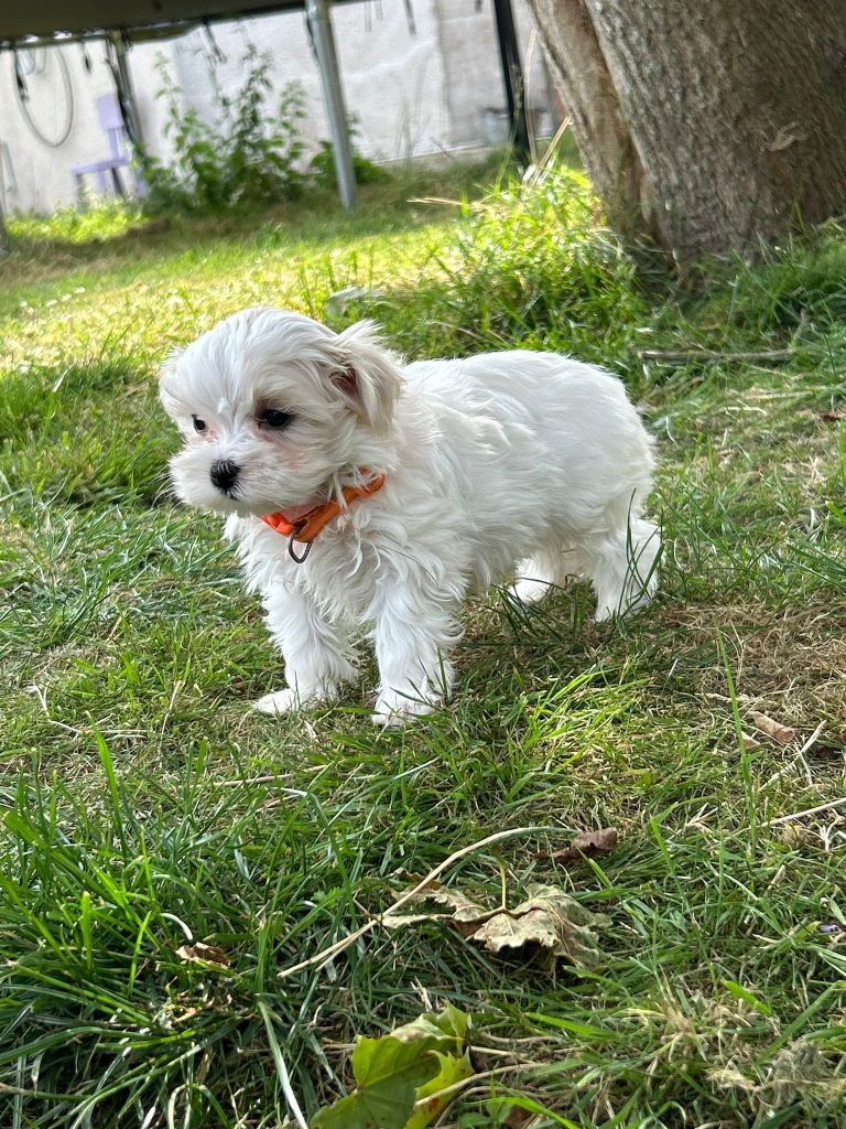 Du Royaume Des Quatre Pattes - Chiots disponibles - Bichon maltais