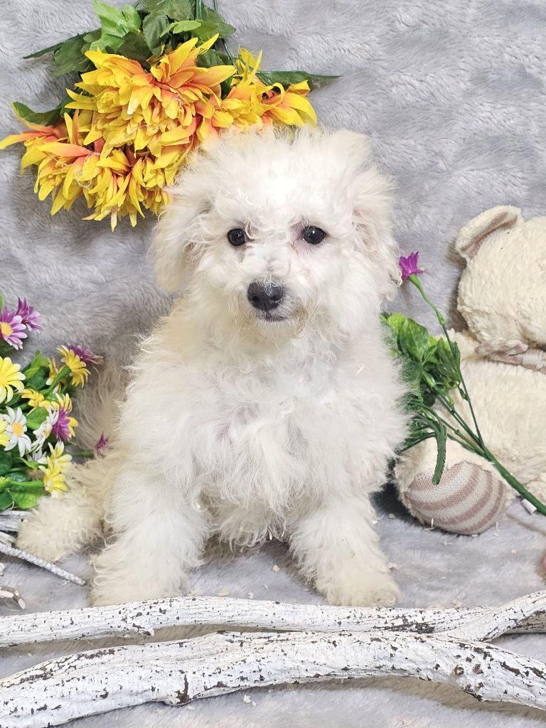 Du Royaume Des Quatre Pattes - Chiots disponibles - Bichon Frise