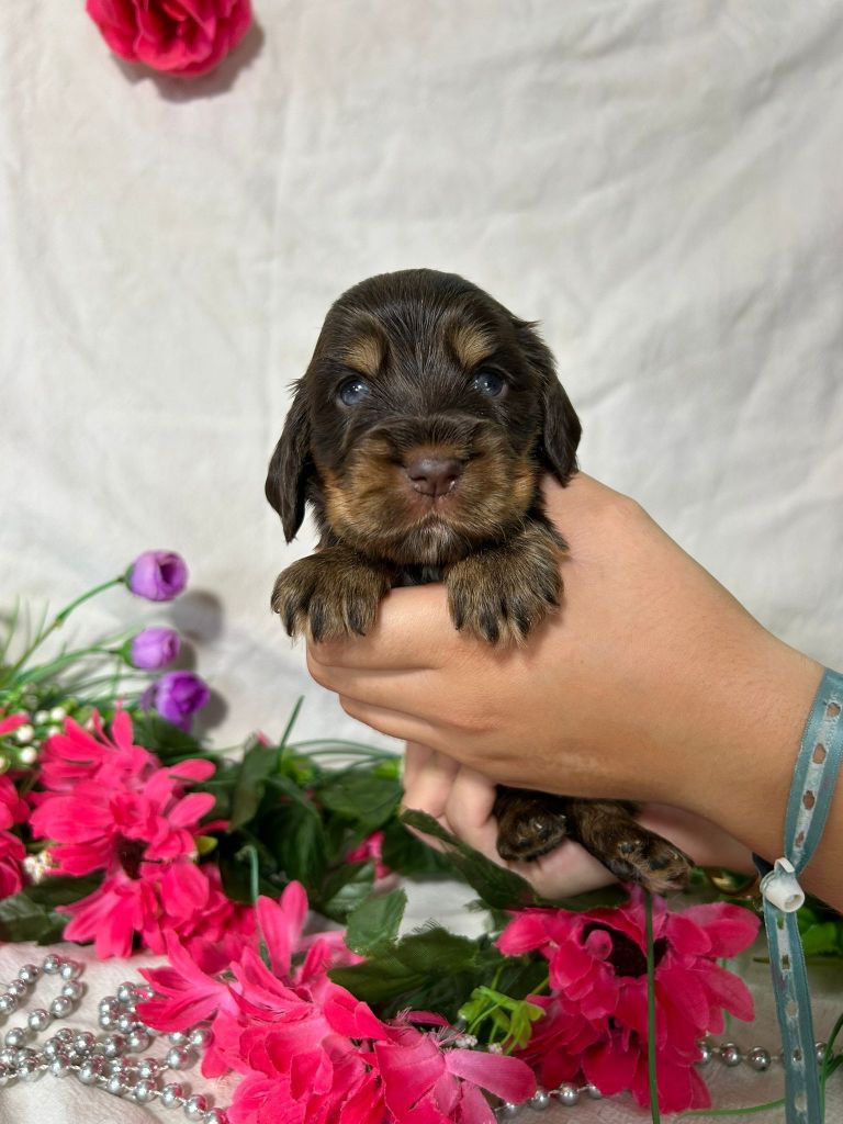 Du Royaume Des Quatre Pattes - Chiots disponibles - Cocker Spaniel Anglais