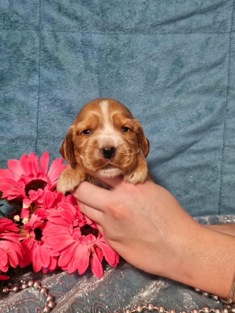 Du Royaume Des Quatre Pattes - Chiots disponibles - Cocker Spaniel Anglais