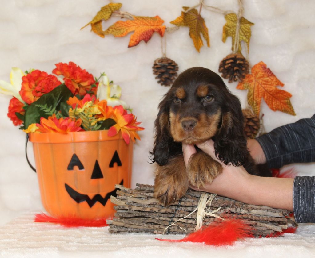 Chiot Cocker Spaniel Anglais Du Royaume Des Quatre Pattes