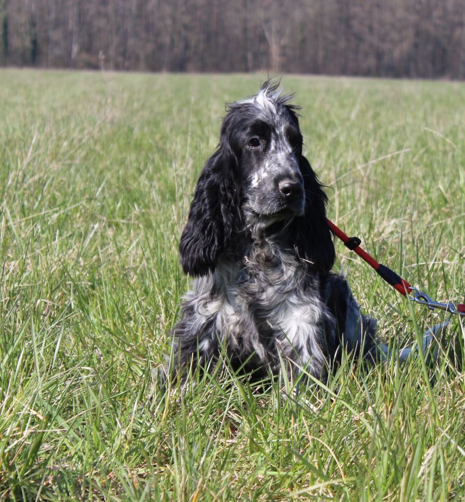 Chiot Cocker Spaniel Anglais Du Royaume Des Quatre Pattes