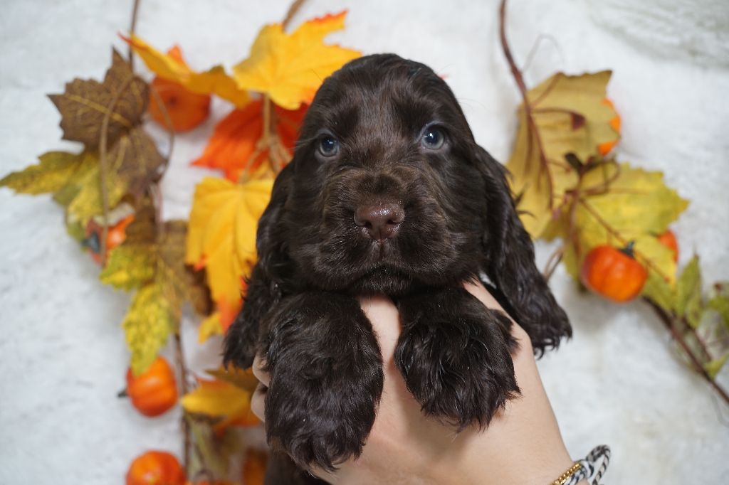 Du Royaume Des Quatre Pattes - Chiots disponibles - Cocker Spaniel Anglais