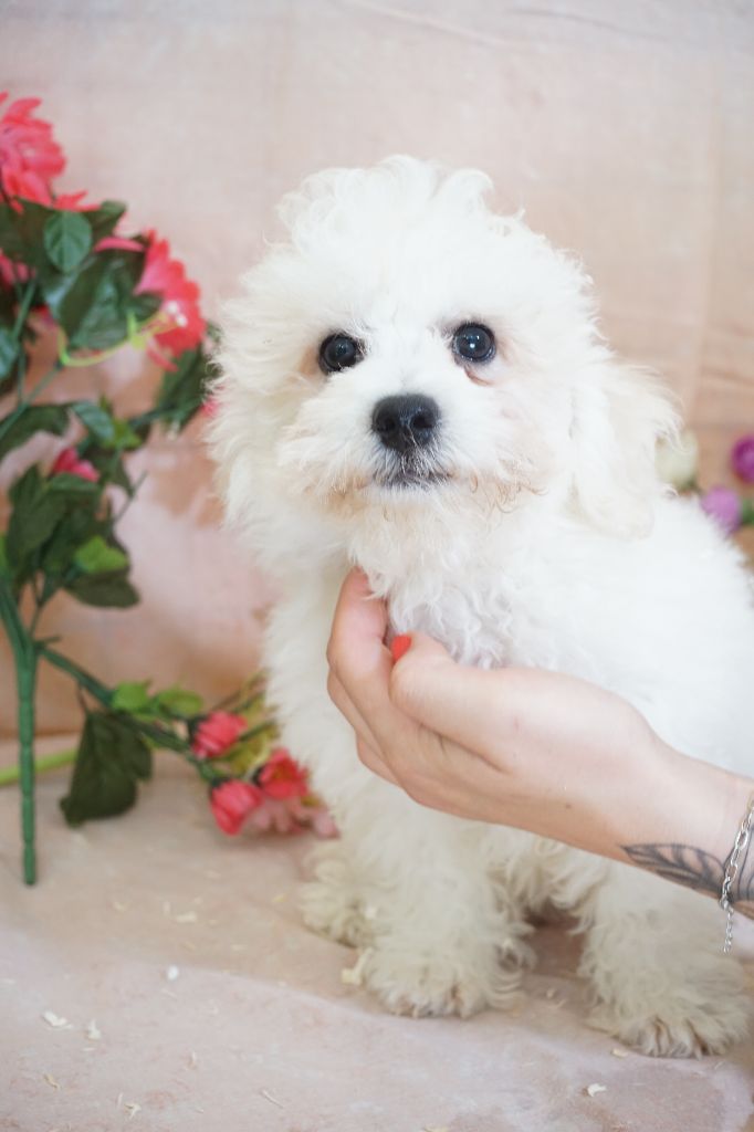 Du Royaume Des Quatre Pattes - Chiots disponibles - Bichon Frise