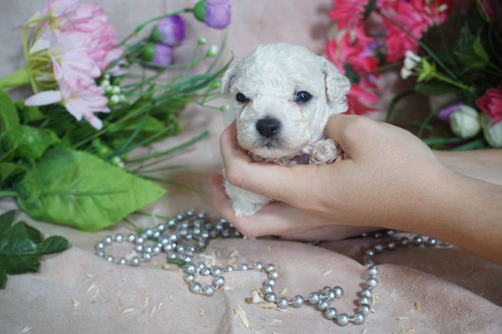 Du Royaume Des Quatre Pattes - Chiots disponibles - Bichon Frise