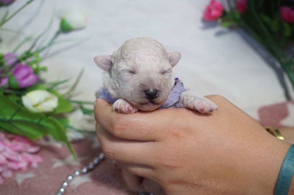 Du Royaume Des Quatre Pattes - Chiots disponibles - Bichon Frise