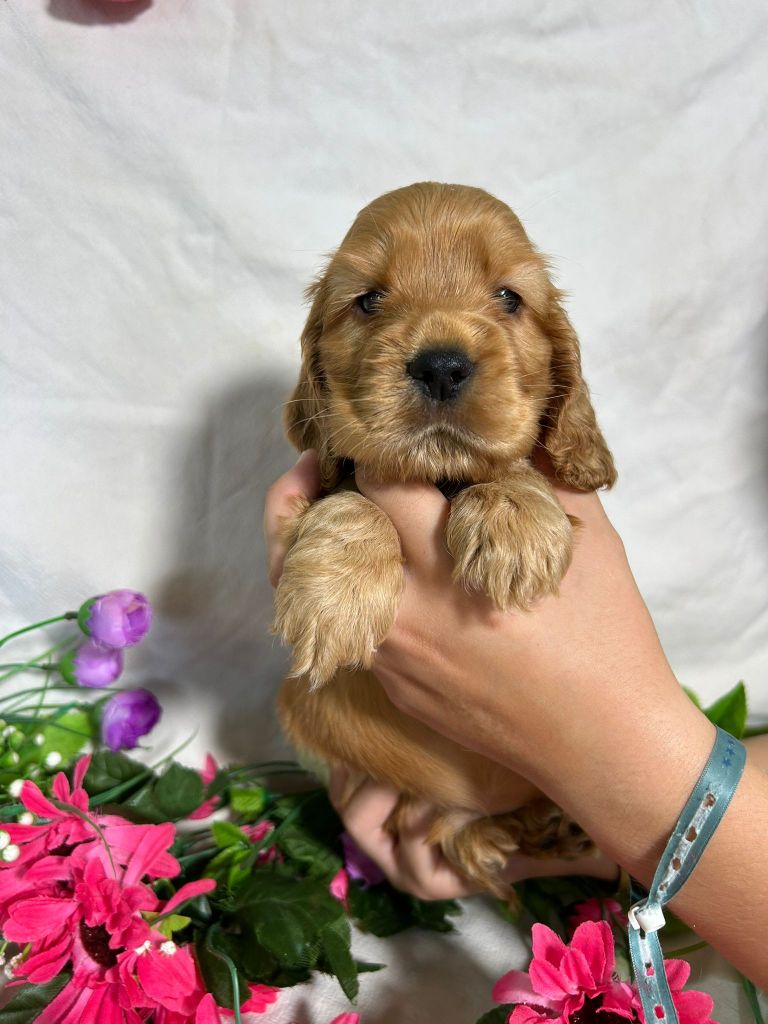 Du Royaume Des Quatre Pattes - Chiots disponibles - Cocker Spaniel Anglais