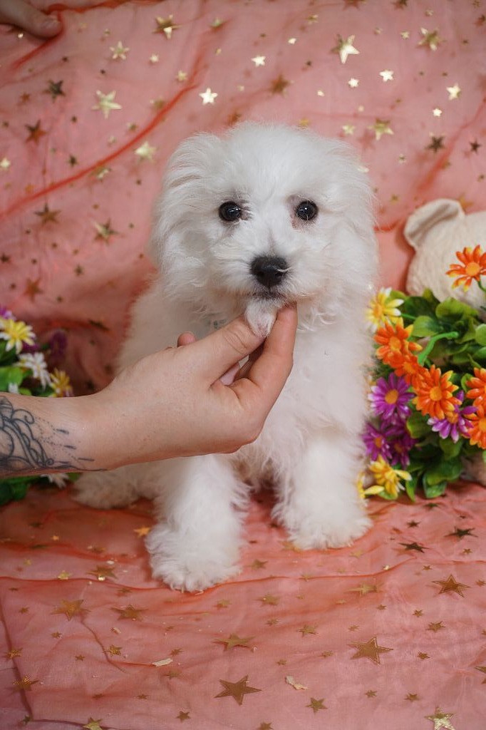 Du Royaume Des Quatre Pattes - Chiots disponibles - Bichon Frise