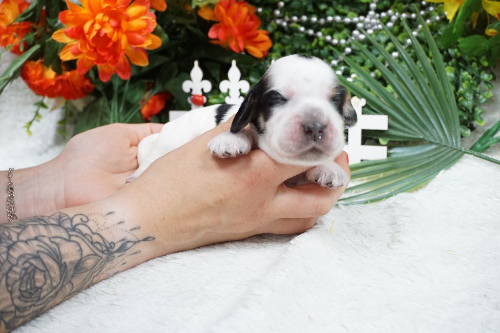 Du Royaume Des Quatre Pattes - Chiots disponibles - Cocker Spaniel Anglais