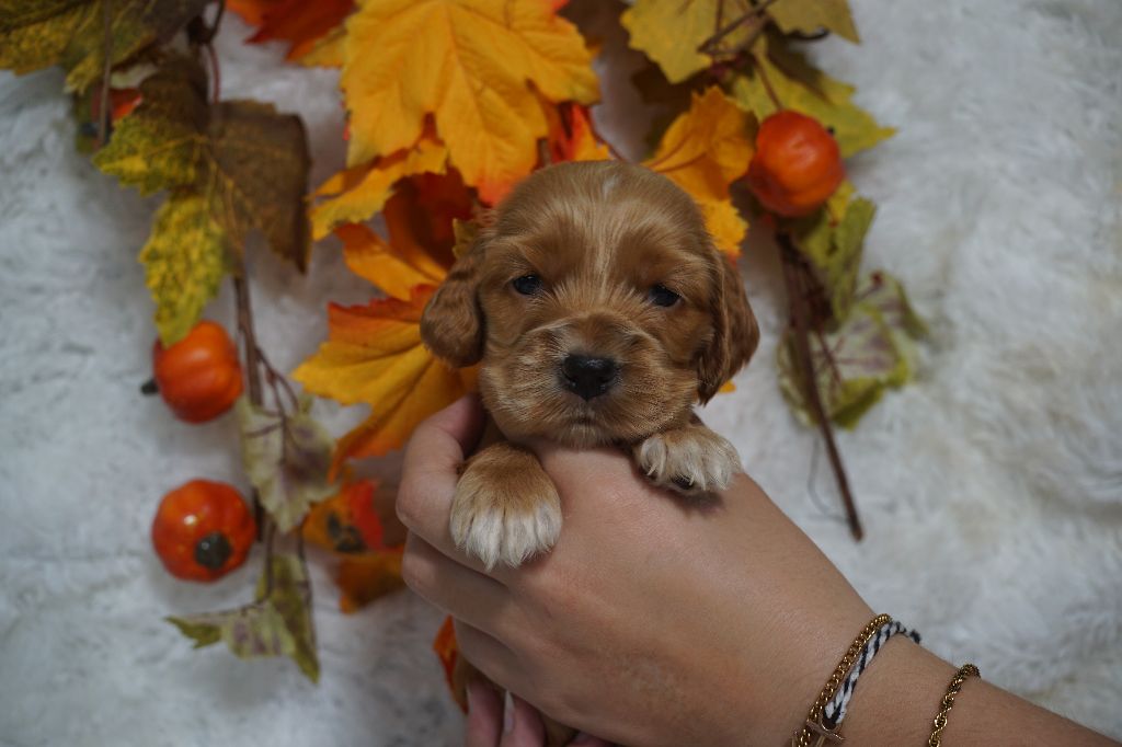 Du Royaume Des Quatre Pattes - Chiots disponibles - Cocker Spaniel Anglais