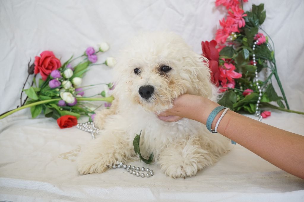Du Royaume Des Quatre Pattes - Chiots disponibles - Bichon Frise
