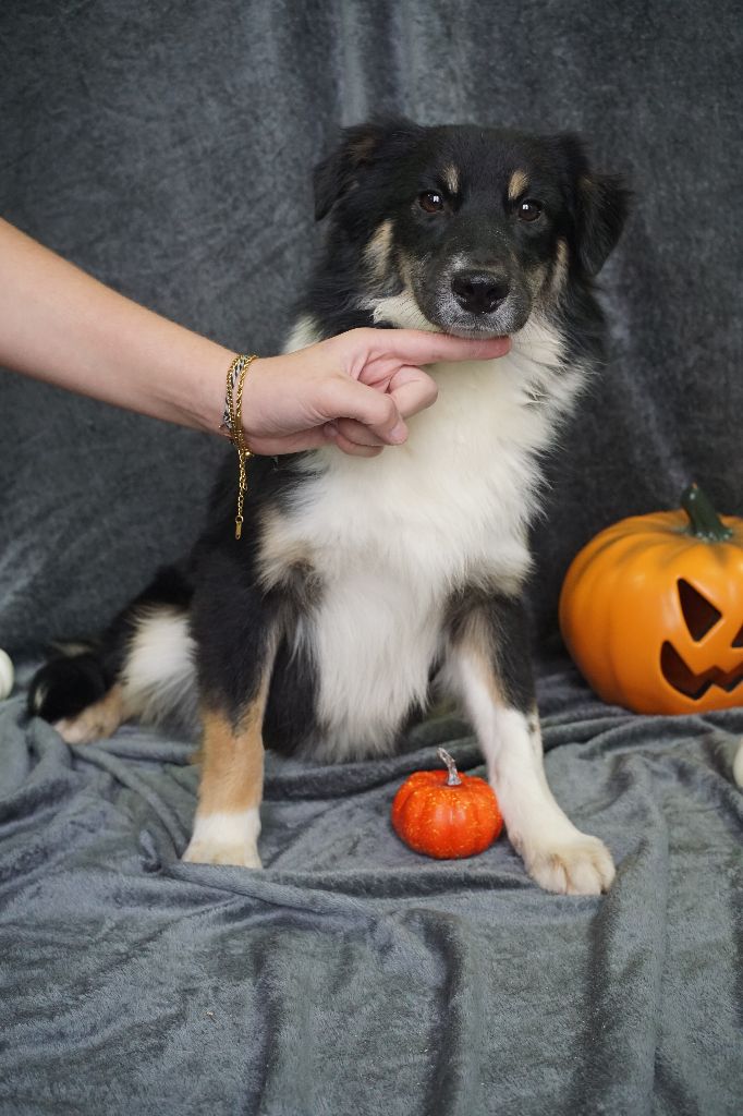 Du Royaume Des Quatre Pattes - Berger Américain Miniature  - Portée née le 14/03/2025