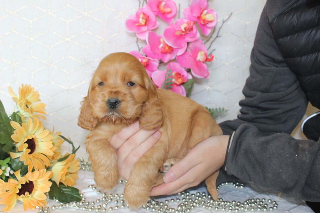 Chiot Cocker Spaniel Anglais Du Royaume Des Quatre Pattes