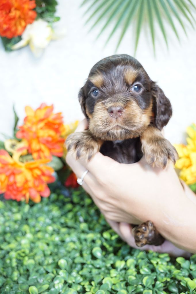 Du Royaume Des Quatre Pattes - Chiots disponibles - Cocker Spaniel Anglais