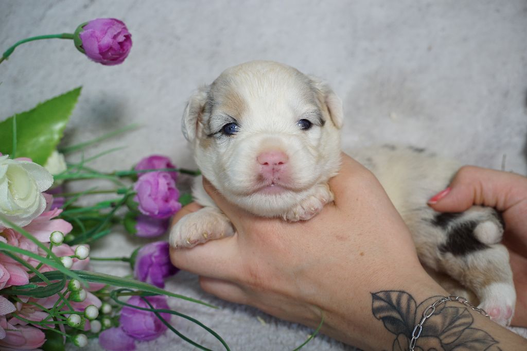 Du Royaume Des Quatre Pattes - Chiots disponibles - Berger Américain Miniature 
