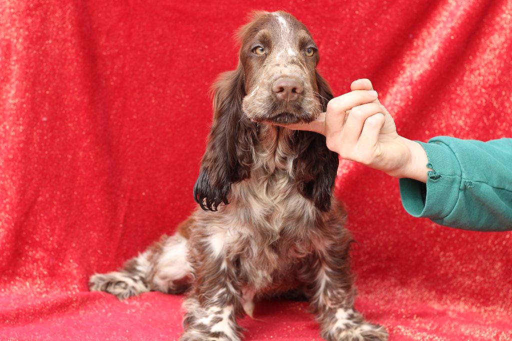Chiot Cocker Spaniel Anglais Du Royaume Des Quatre Pattes