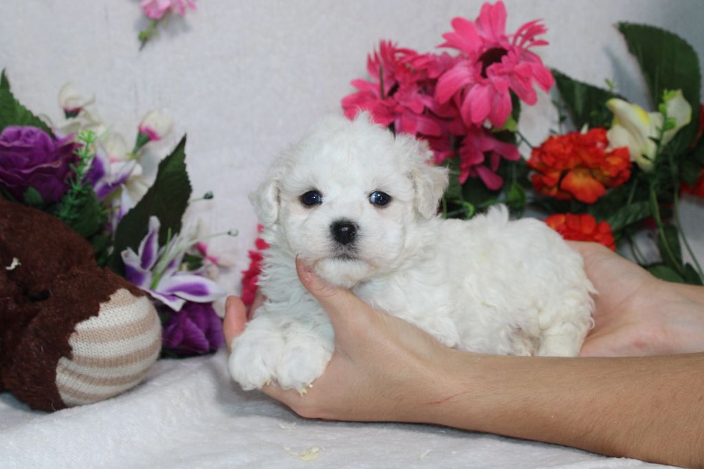 Chiot Bichon Frise Du Royaume Des Quatre Pattes