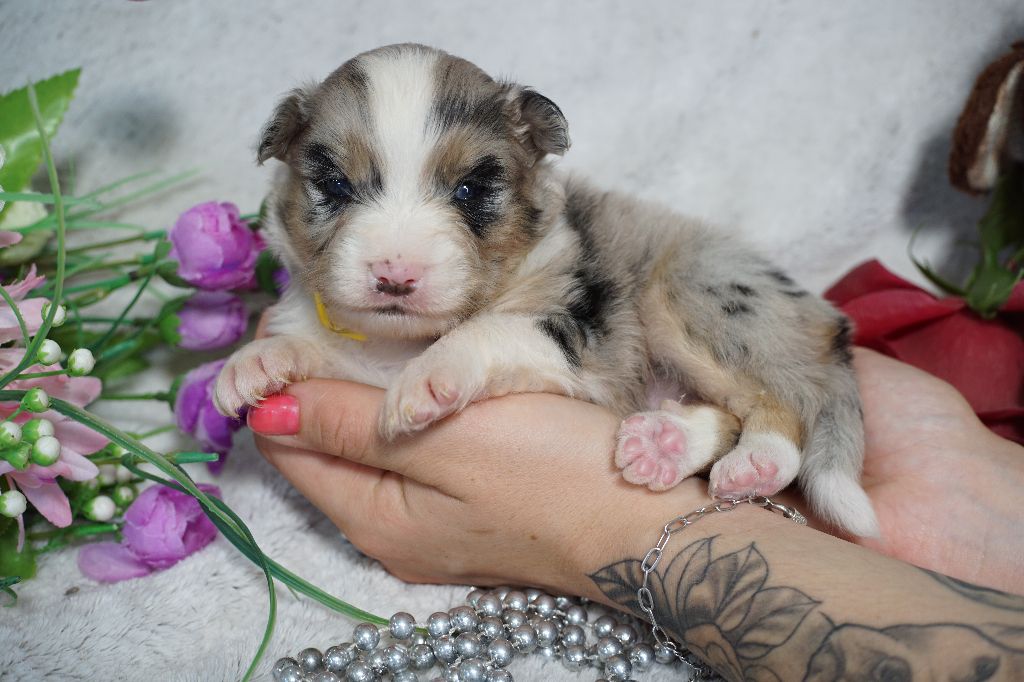 Du Royaume Des Quatre Pattes - Chiots disponibles - Berger Américain Miniature 