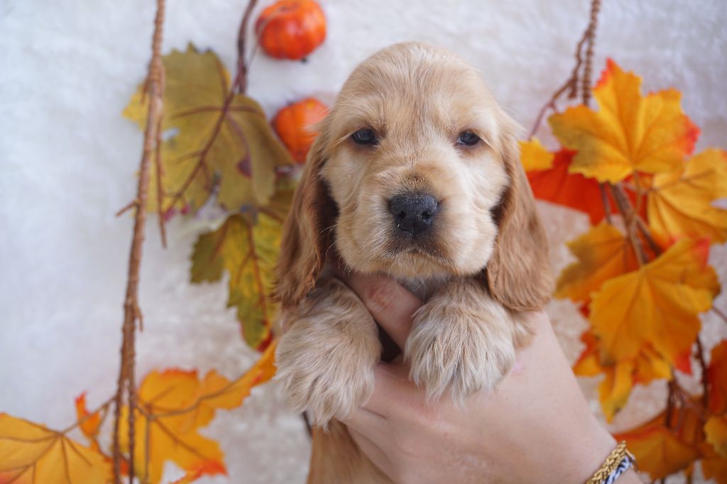 Du Royaume Des Quatre Pattes - Chiots disponibles - Cocker Spaniel Anglais