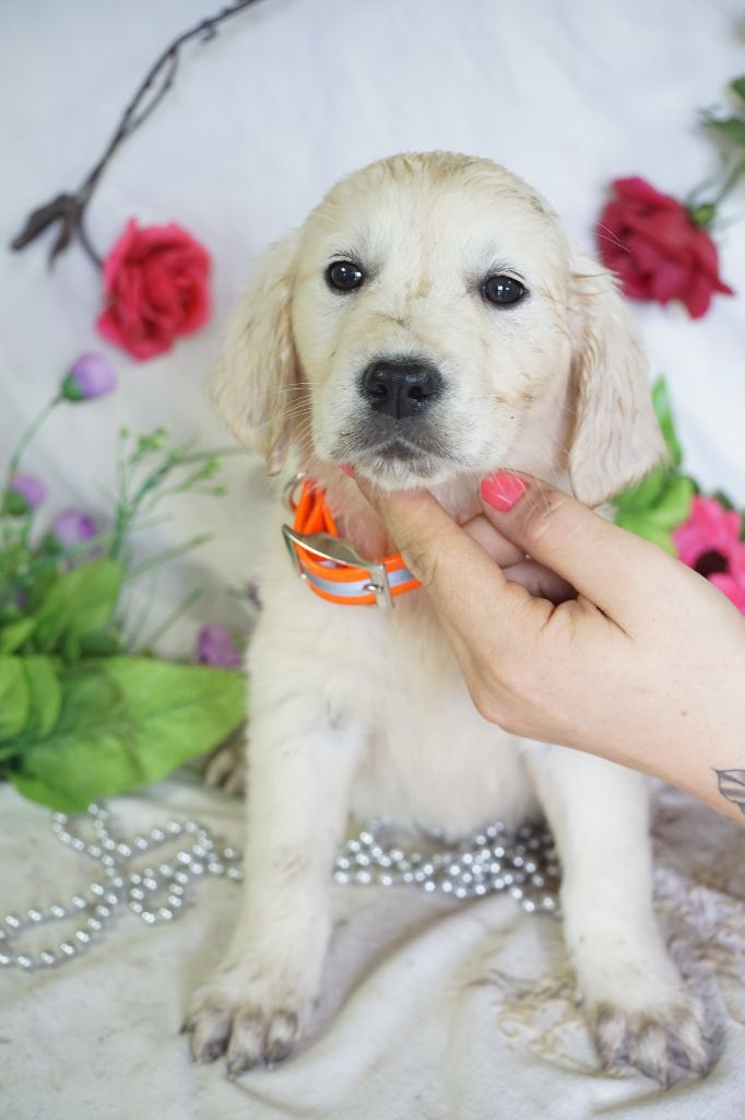Du Royaume Des Quatre Pattes - Chiots disponibles - Golden Retriever