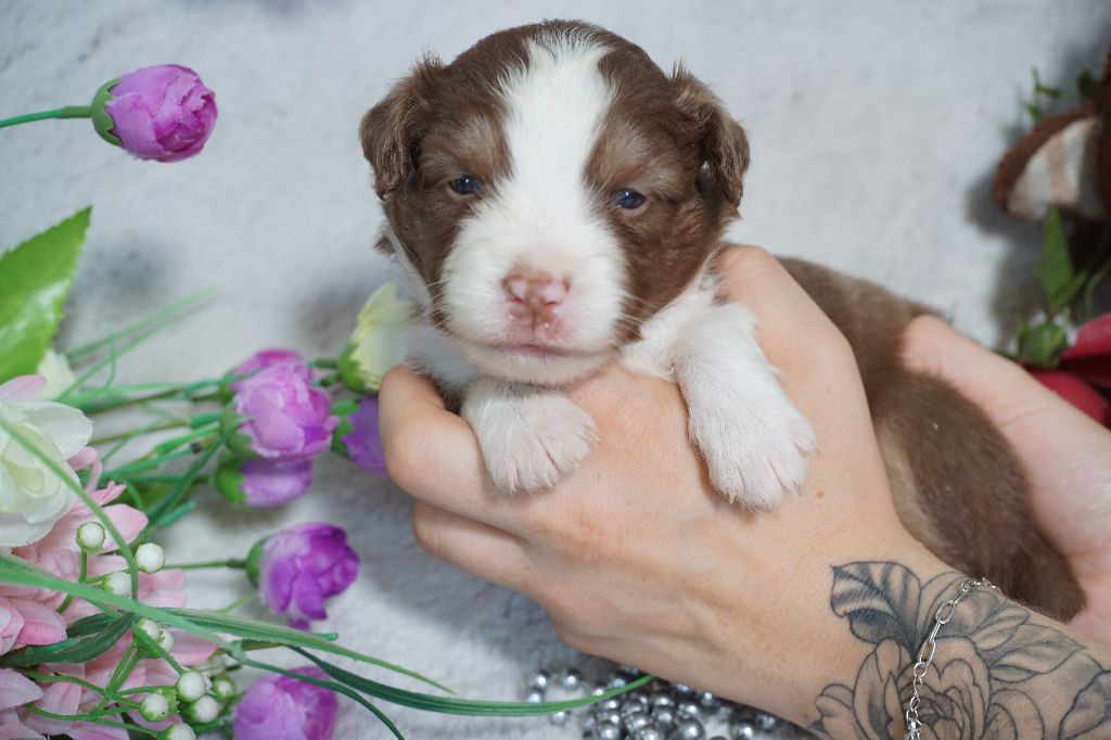 Du Royaume Des Quatre Pattes - Chiots disponibles - Berger Américain Miniature 