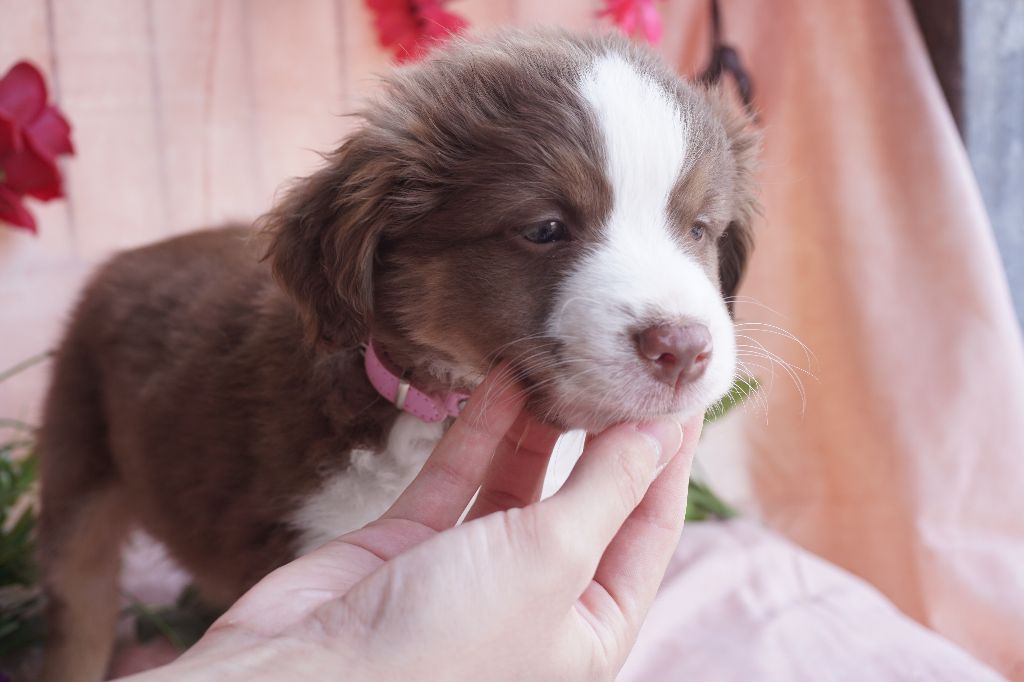CHIOT femelle rouge tricolore collier rose 