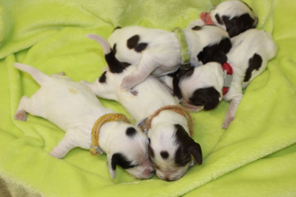 Chiot Cocker Spaniel Anglais Du Royaume Des Quatre Pattes