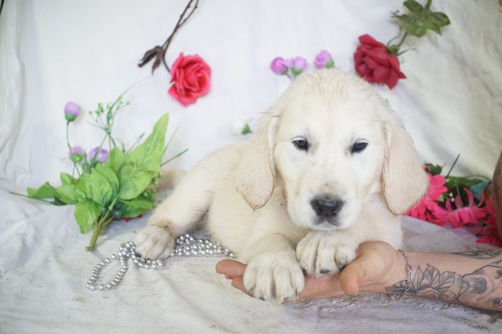 Du Royaume Des Quatre Pattes - Chiots disponibles - Golden Retriever