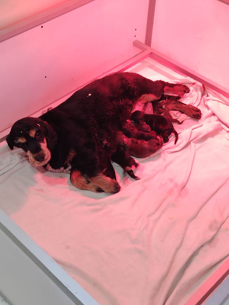 Du Royaume Des Quatre Pattes - Cocker Spaniel Anglais - Portée née le 01/10/2025