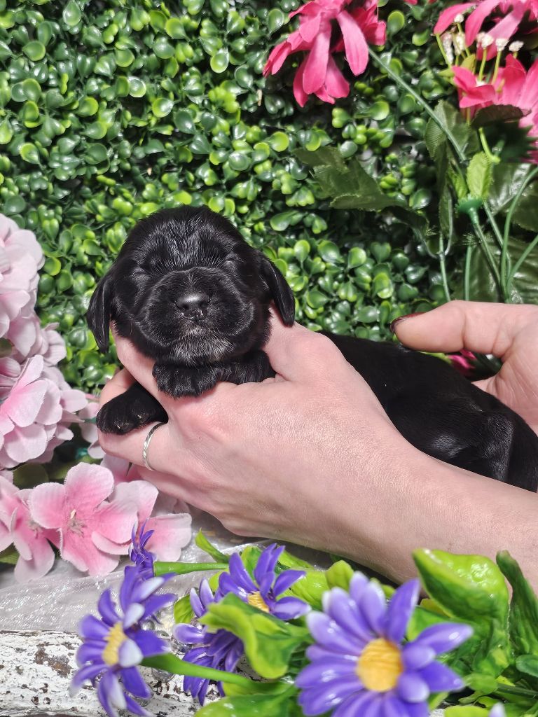 Du Royaume Des Quatre Pattes - Chiots disponibles - Cocker Spaniel Anglais